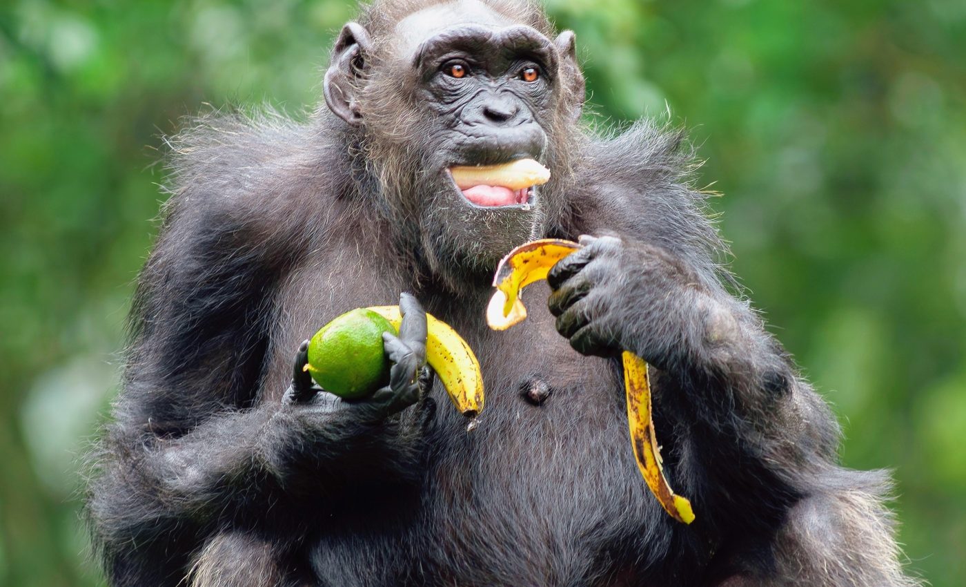 Chimpanzees consume the equivalent of three alcoholic drinks every day, but do they get drunk?