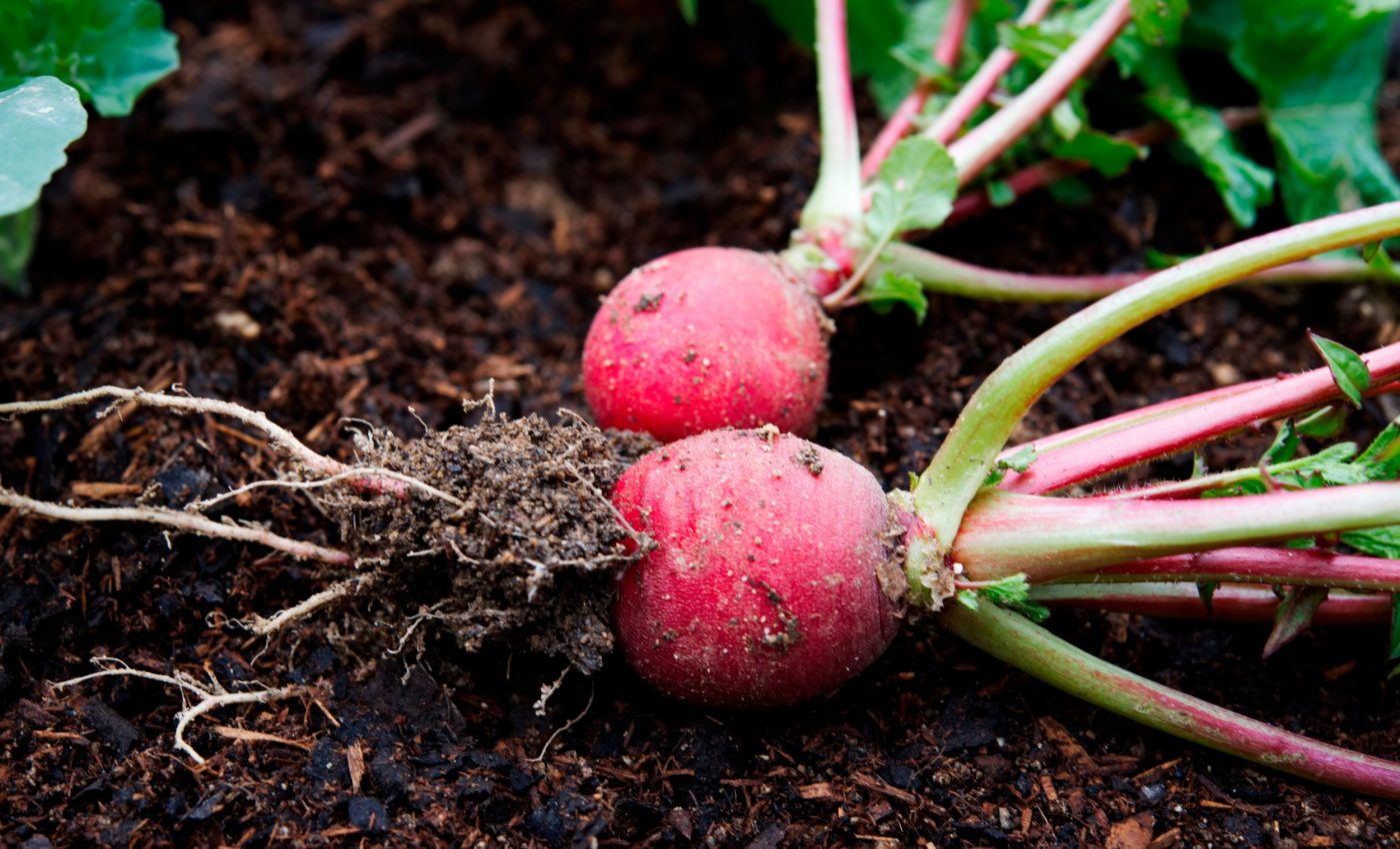 Plastics found inside vegetable tissues for the first time, raising new food safety concerns