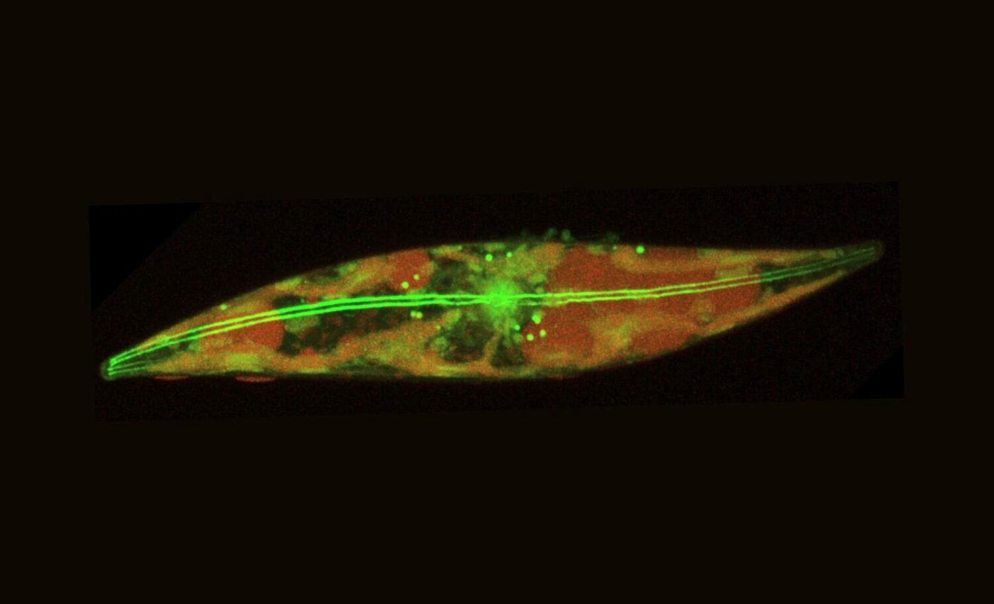 Frozen and alive: Algae glide inside Arctic sea ice in subzero cold