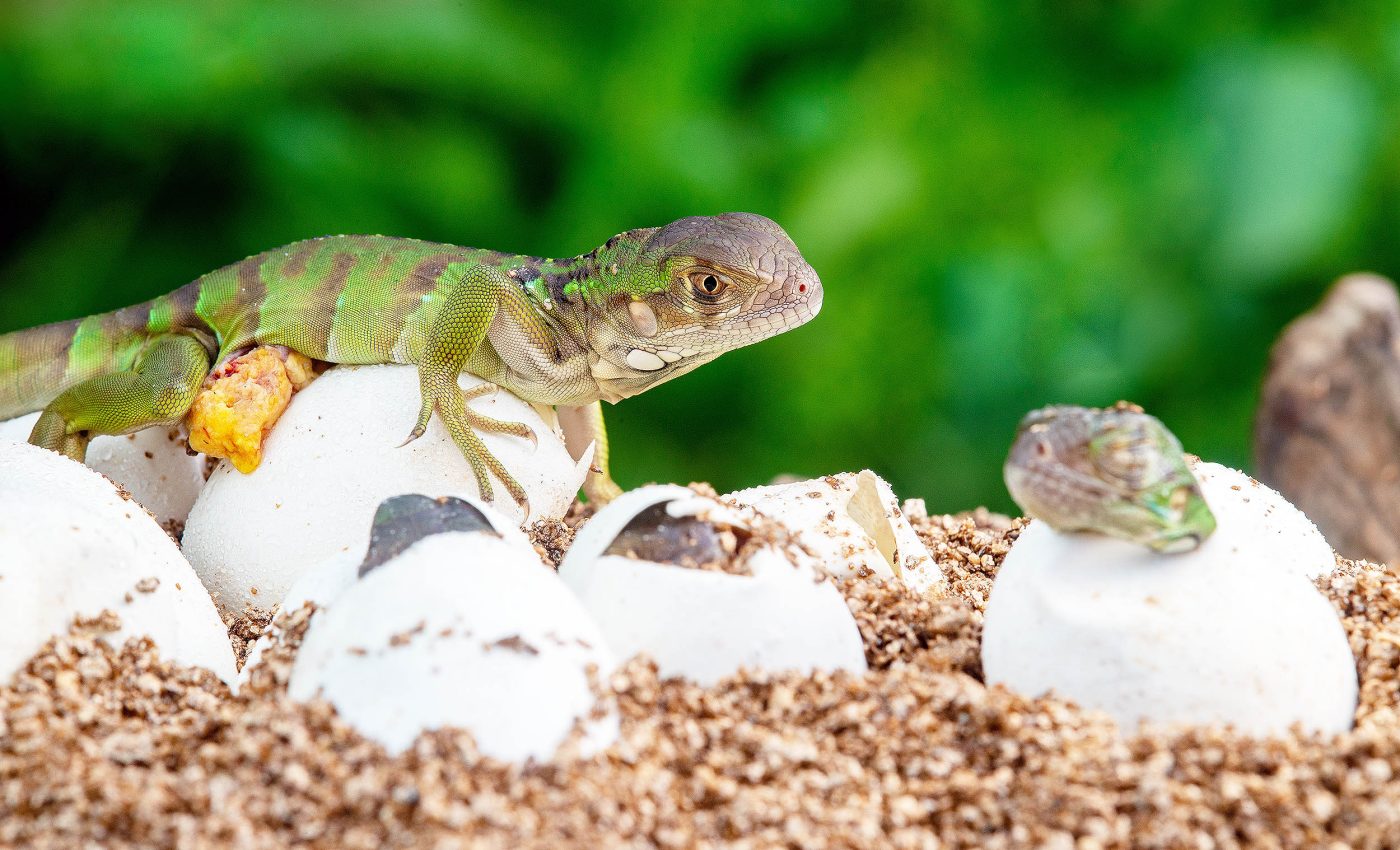 Stress levels of mother lizards have a direct psychological impact on their babies