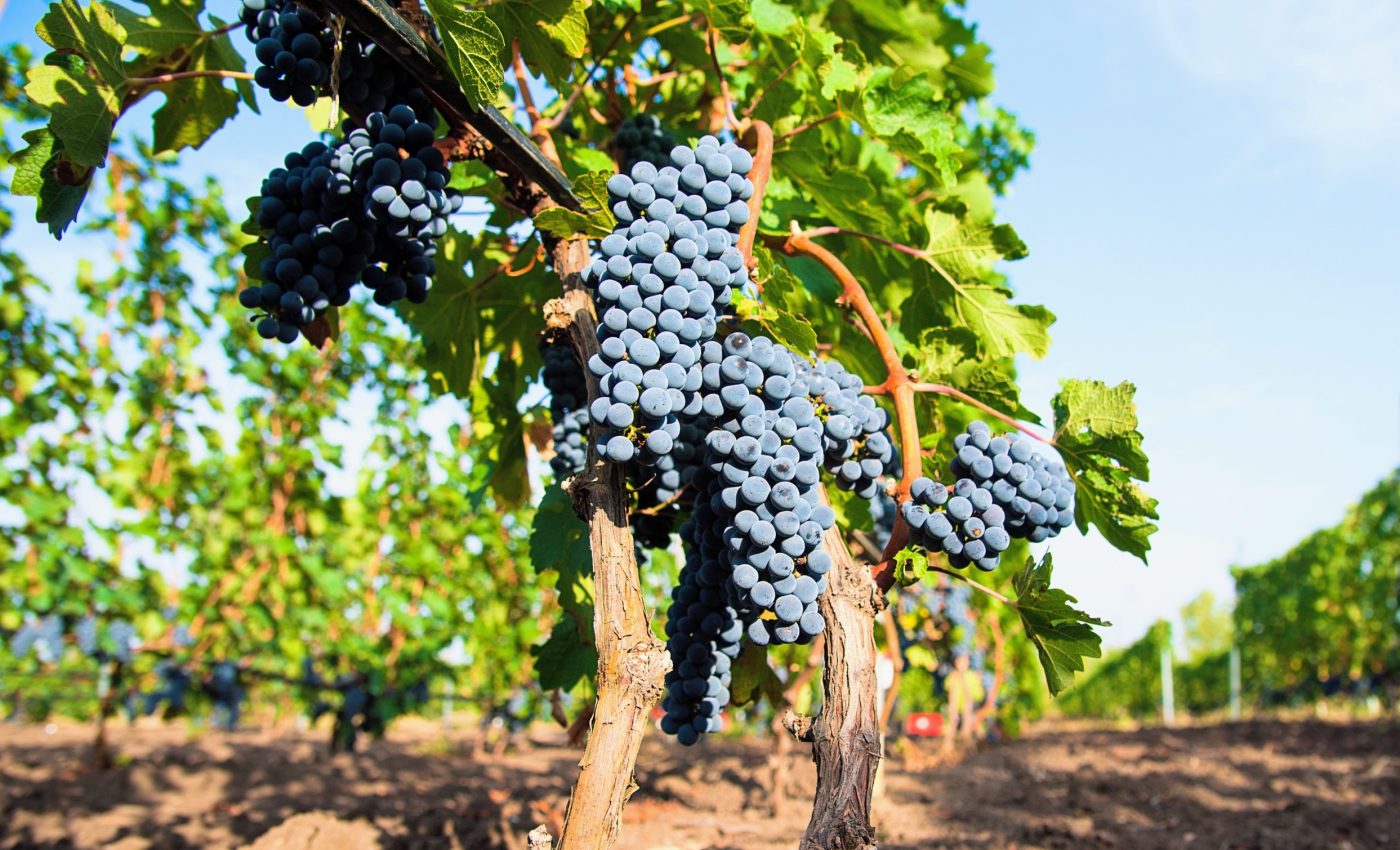 Early farmers picked wine over olives, even in harsh climates