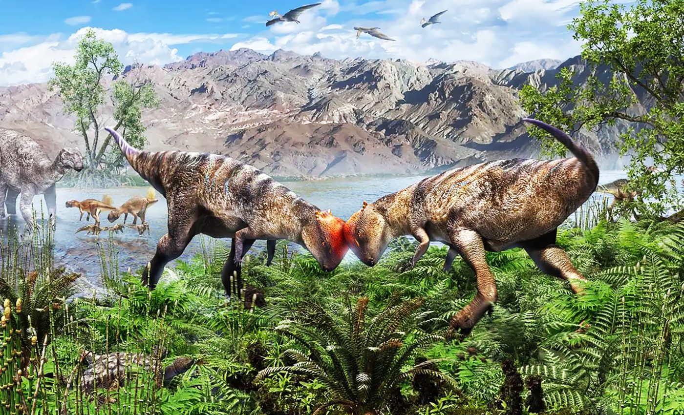 Scientists say this teenage dinosaur used its fancy skull dome for mating
