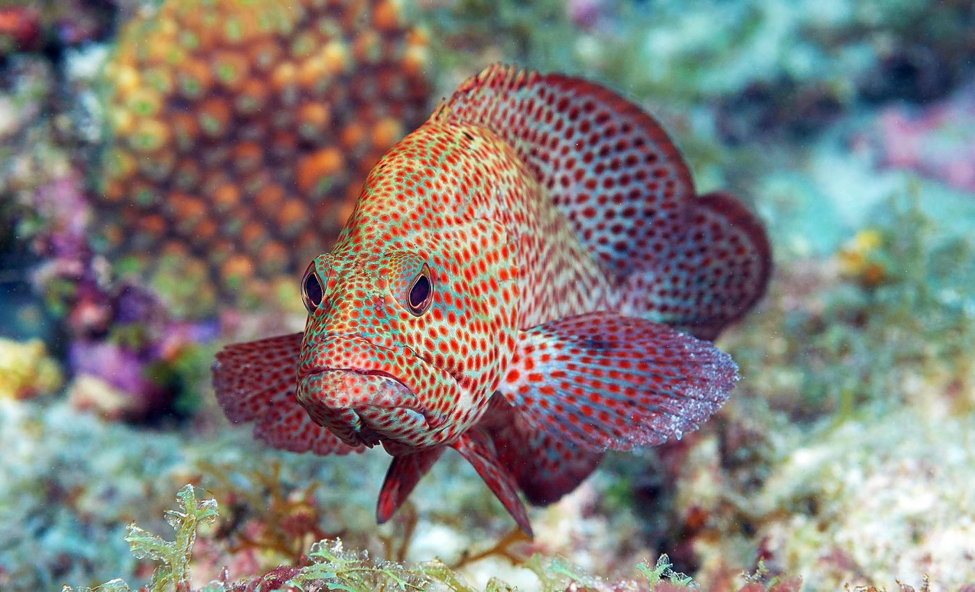 Scientists decode grouper fish 'language' and unlock spawning secrets