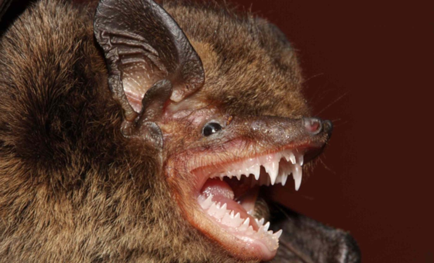 Unique new bat species has a strange hairless area and a tail as long as its body