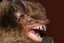 2025/09/unique-bat-himalaya-hairless-eye-ring-long-tail.jpg