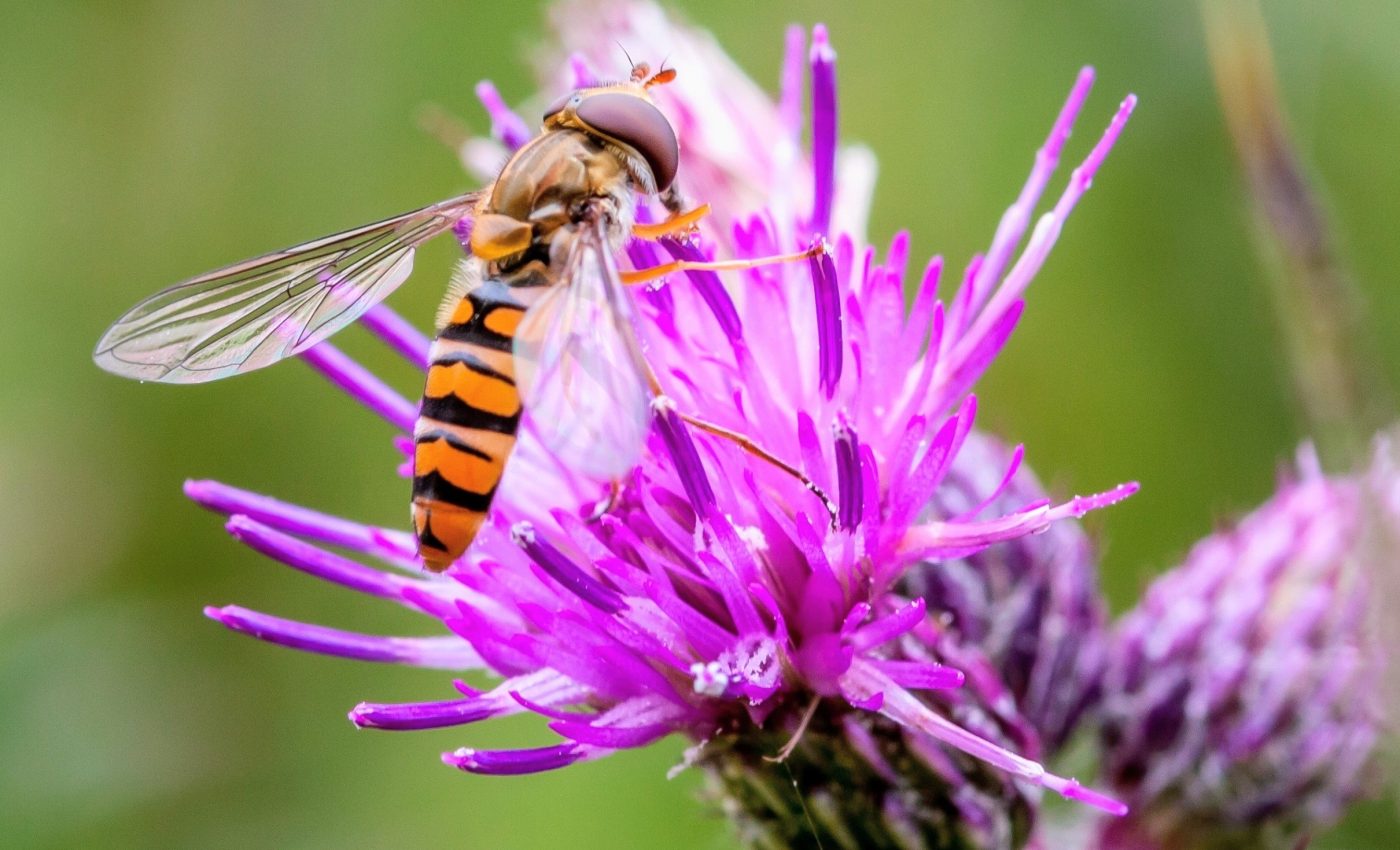 How hoverflies connect distant plant populations across Europe