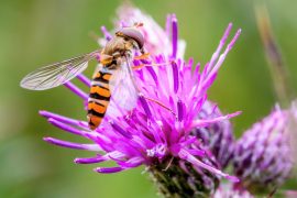 2025/09/Hoverflies-pollen.jpg