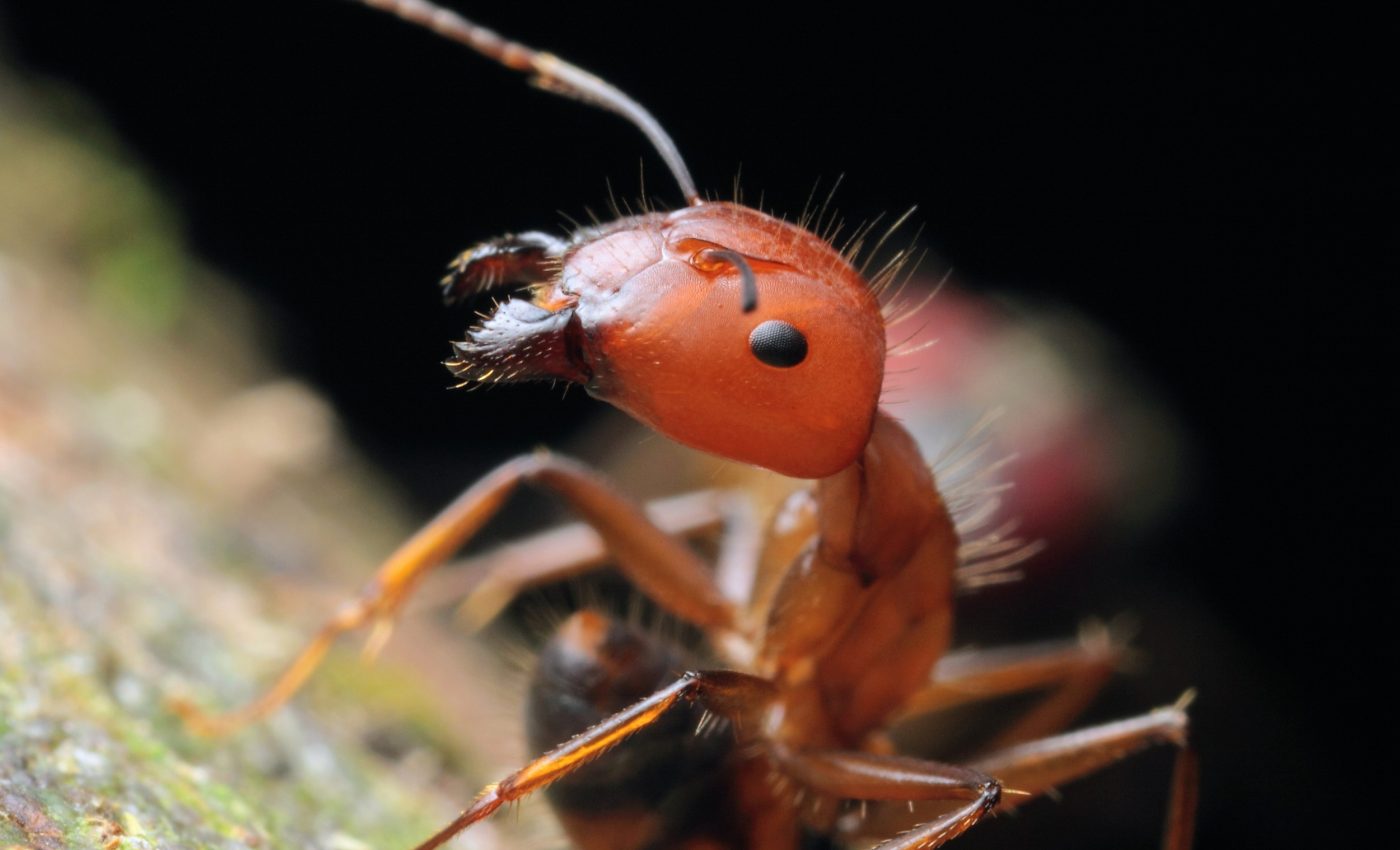 Ants use a genetic trick to sharpen their sense of smell