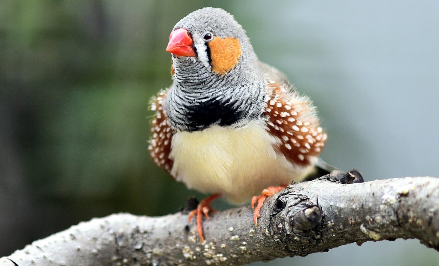 Zebra finches reveal a new level of vocal intelligence