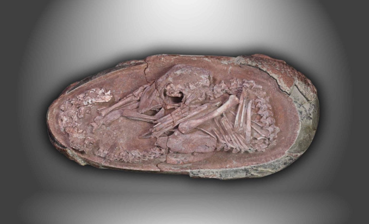 Unborn dinosaur was found inside its egg after 70 million years