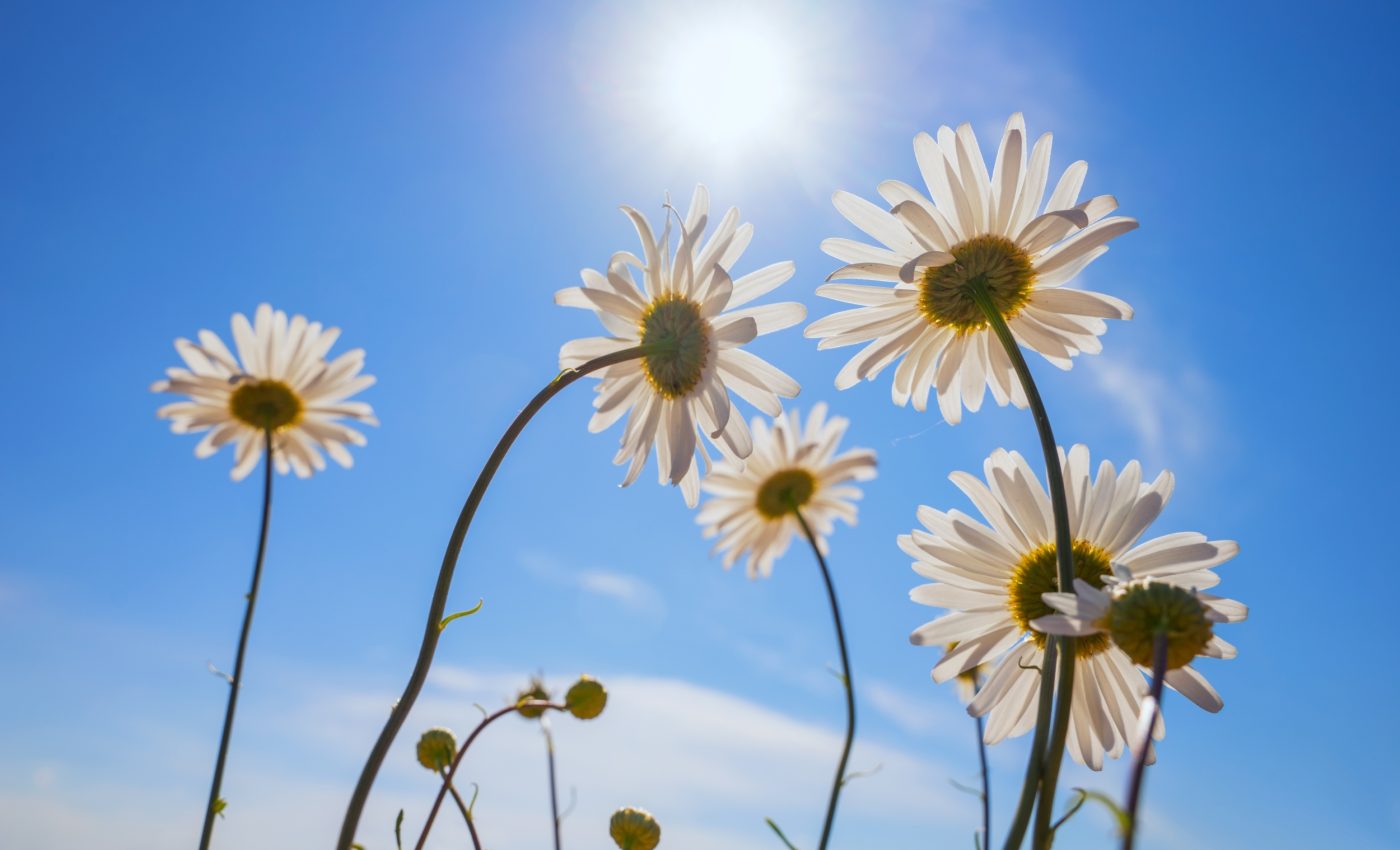 How plants 'rewire' themselves to handle sunlight stress
