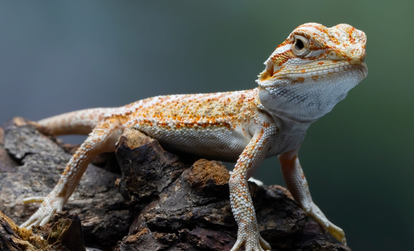 Tiny reptile with giant teeth redefines the origins of lizards