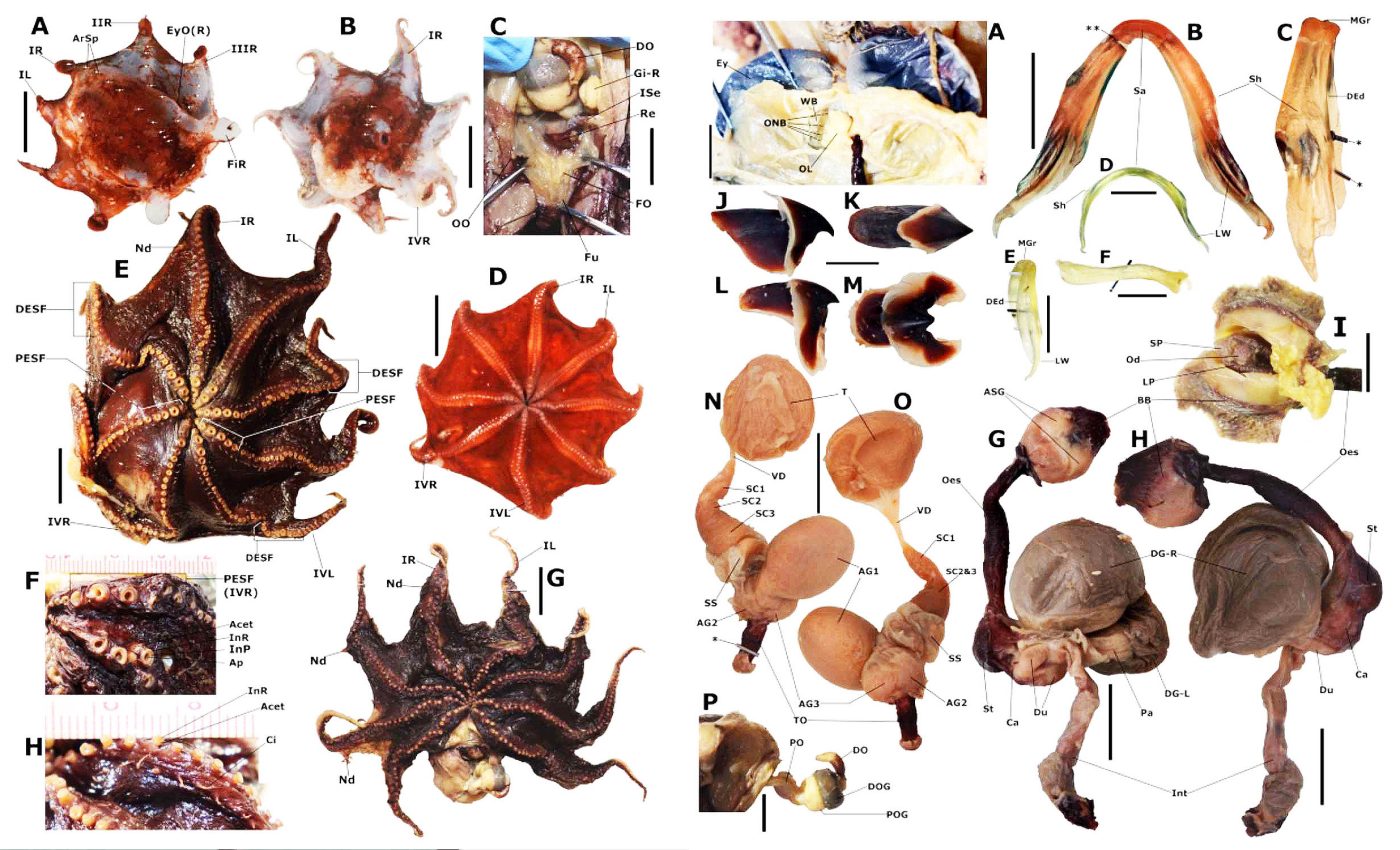 New giant-eyed octopus discovered in an Australian underwater canyon