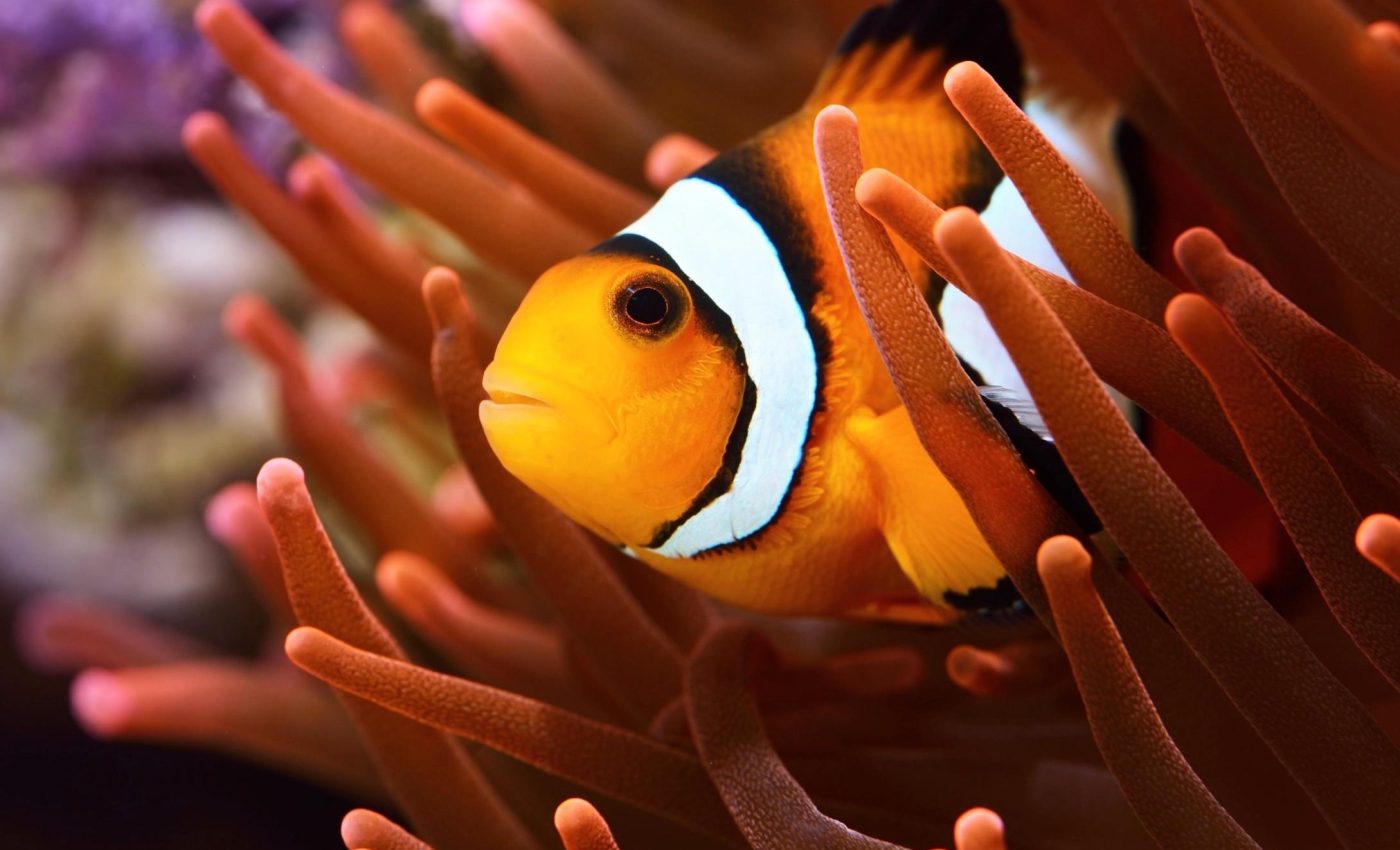 Clownfish face collapse as ocean heat breaks unique anemone bond