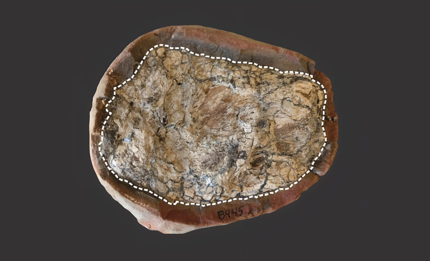 Poop fossils show how molecules survive for millions of years