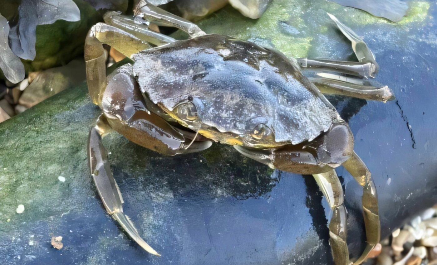 Crab migration is disrupted by offshore wind farm cables