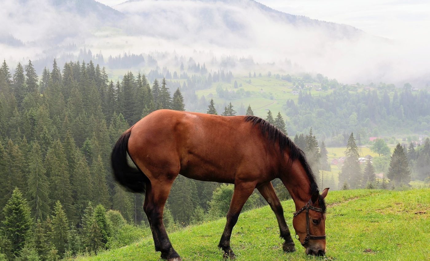 How grazing horses help protect forests from wildfires