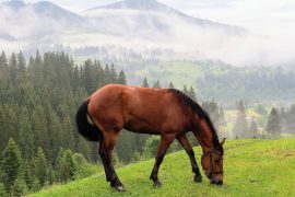2025/09/Horse-grazing-wildfires72.jpg