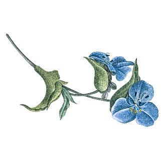 cta flower