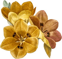 find flower