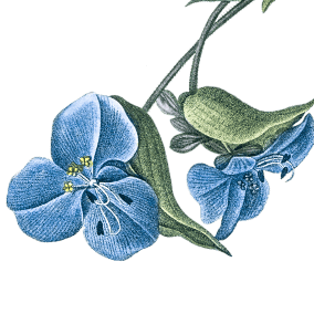 identify flower