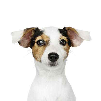 join dog