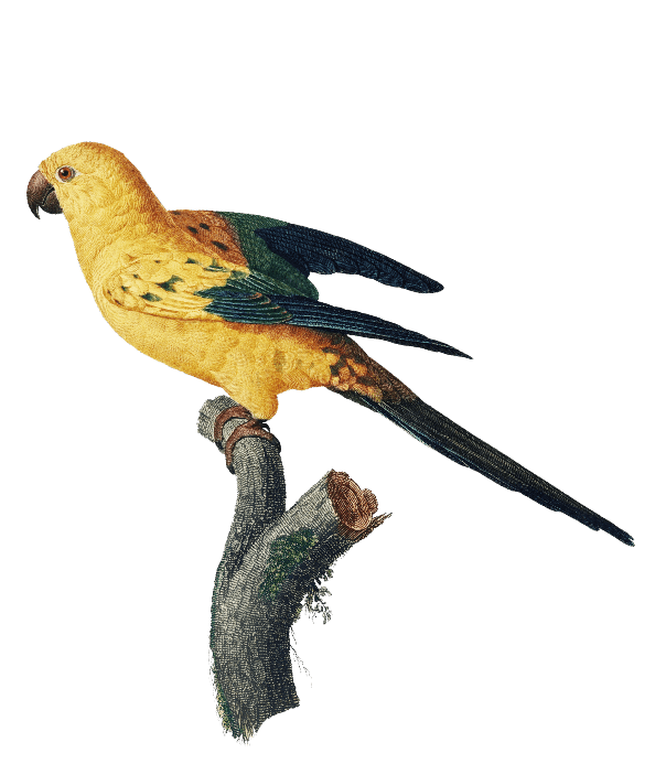 learn parrot